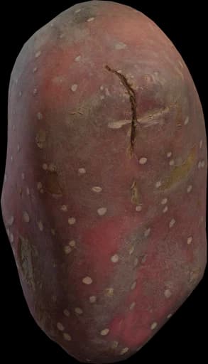 Sweet Potato